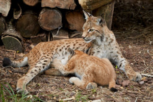Luchsin (Lynx lynx) mit Jungem beim Saeugen