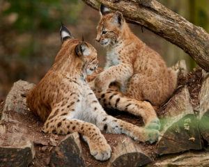 Luchsin (Lynx lynx) mit Jungem