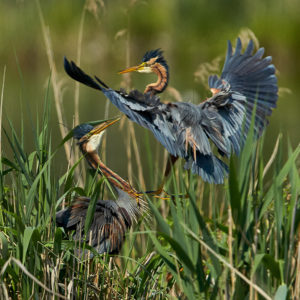 Purpurreiher (Ardea purpurea)