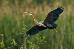 Purpurreiher (Ardea purpurea)