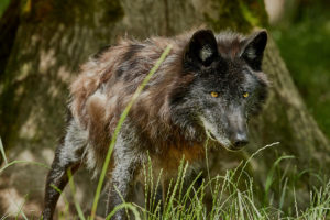 Timberwolf (Canis lupus lycaon)