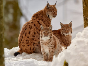 Luchsin (Lynx lynx) mit Jungen