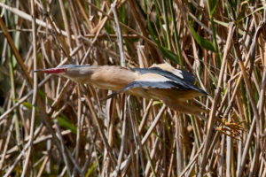 Zwergdommel (Ixobrychus minutus) Maennchen