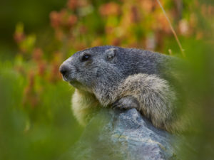 Alpenmurmeltier (Marmota marmota) 
