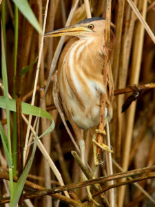 Zwergdommel (Ixobrychus minutus) Weibchen