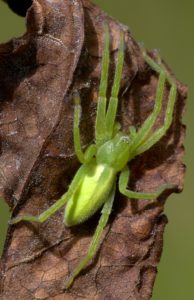Gruene Huschspinne (Micrommata virescens), Weibchen