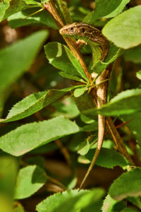 Zauneidechse (Lacerta agilis), Weibchen