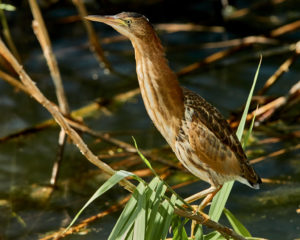 Zwergdommel (Ixobrychus minutus) Jungvogel