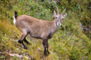 Alpensteinbock (Capra ibex) Jungtier