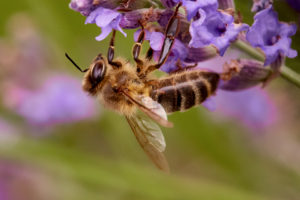 Honigbiene (Apis)