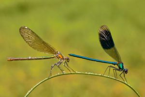 Gebaenderte Prachtlibelle (Calopteryx splendens) Maennchen und Weibchen