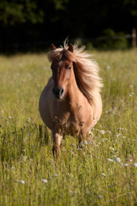 Pferde (Equus) Islandpferd