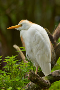 Kuhreiher (Bubulcus ibis)