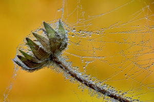 Spinnwebe