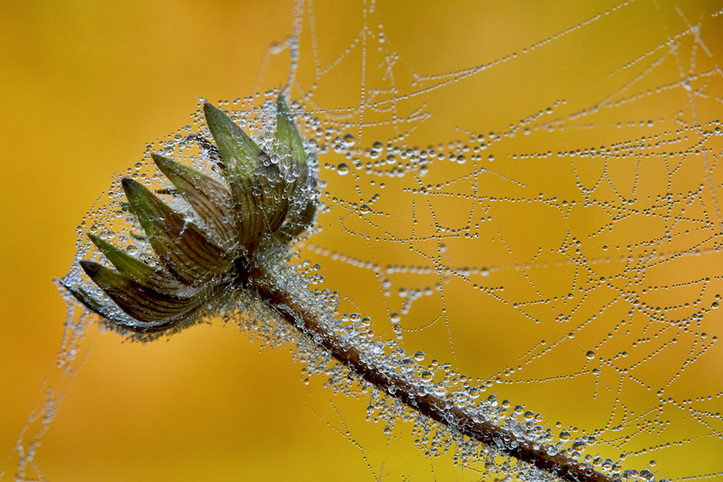Morgentau auf Spinnweben