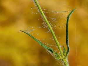Spinnwebe