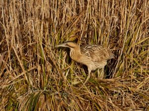 Rohrdommel (Botaurus stellaris)