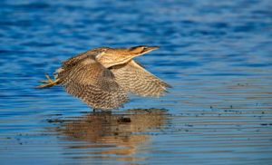 Rohrdommel (Botaurus stellaris)