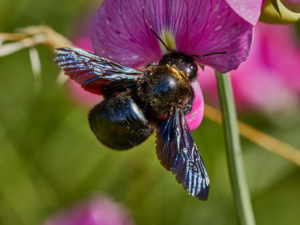 Holzbiene (Xylocopa iris)