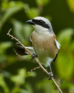 Neuntoeter (Lanius collurio), ♂