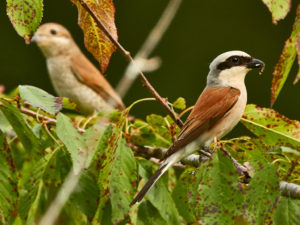 Neuntoeter (Lanius collurio), Paar