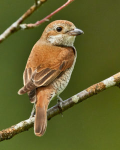 Neuntoeter (Lanius collurio), ♀