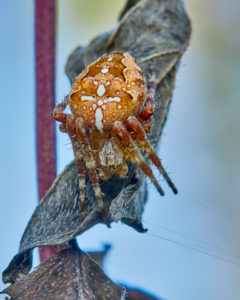 Gartenkreuzspinne (Araneus diadematus) Maennchen