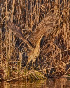 Rohrdommel (Botaurus stellaris)