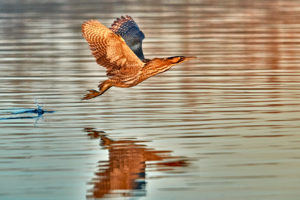 Rohrdommel (Botaurus stellaris)