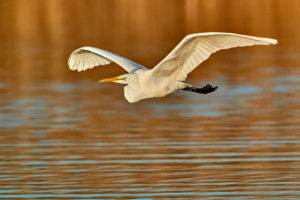 Silberreiher (Ardea alba)