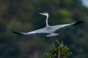 Graureiher (Ardea cinerea)