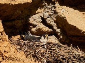 März 2021 · Wanderfalke (Falco peregrinus)