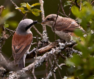 Neuntoeter Fuetterung (Lanius collurio)