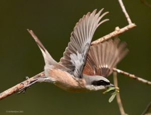 Neuntoeter (Lanius collurio) ♂