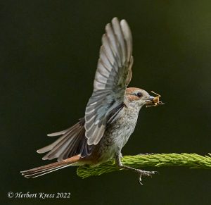 Neuntoeter (Lanius collurio), ♀