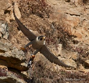 März 2022 II · Wanderfalke (Falco peregrinus)