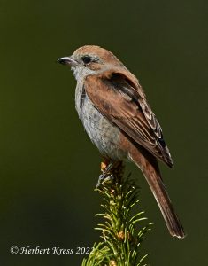 Neuntoeter (Lanius collurio), ♀