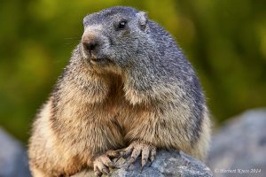 Alpenmurmeltier (Marmota marmota) 