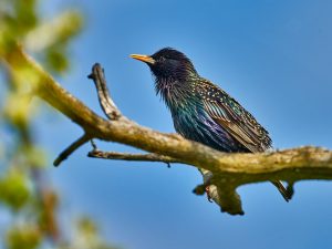 Star (Sturnus vulgaris)