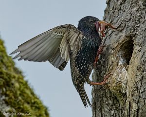 Star beim Füttern (Sturnus vulgaris)