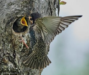 Star beim Füttern (Sturnus vulgaris)