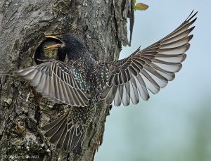 Star beim Füttern (Sturnus vulgaris)