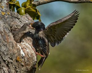 Star beim Füttern (Sturnus vulgaris)