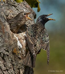 Star beim Füttern (Sturnus vulgaris)