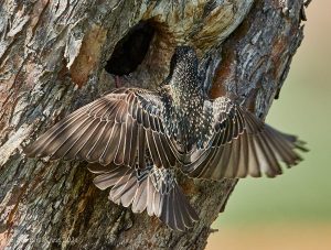 Star beim Füttern (Sturnus vulgaris)