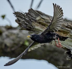 Star beim Füttern (Sturnus vulgaris)