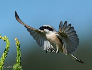 Neuntoeter (Lanius collurio) ♂