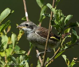 Neuntoeter (Lanius collurio) Jungvogel