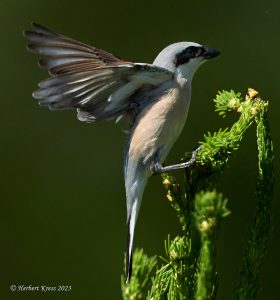 Neuntoeter (Lanius collurio) ♂