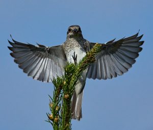 Neuntoeter (Lanius collurio), ♀